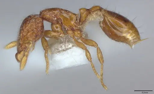 Strumigenys thuvida specimen CASENT4036273 image casent4036273_2
