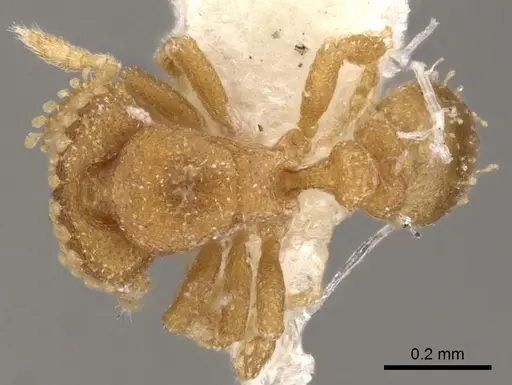 Strumigenys tiglath specimen CASENT0900043 image casent0900043_1