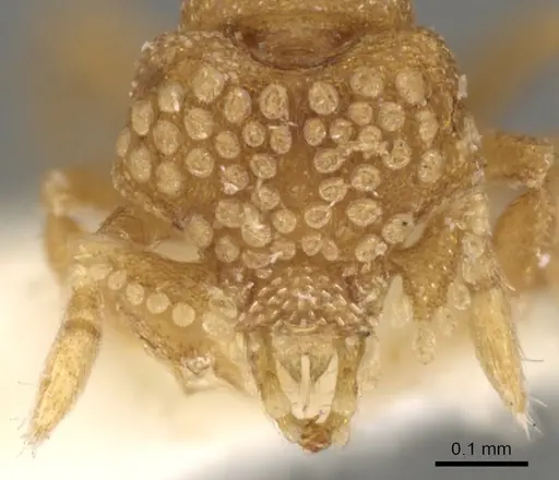 Strumigenys tiglath specimen CASENT0900043 image casent0900043_2