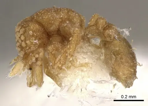 Strumigenys tiglath specimen CASENT0900043 image casent0900043_3