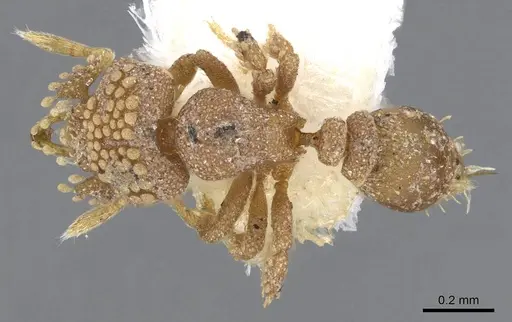 Strumigenys tiglath specimen CASENT0914723 image casent0914723_1