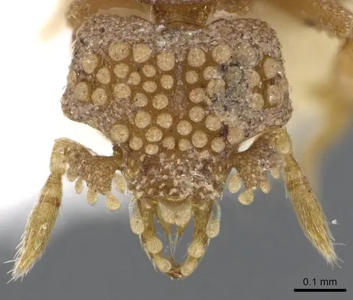 Strumigenys tiglath specimen CASENT0914723 image casent0914723_2