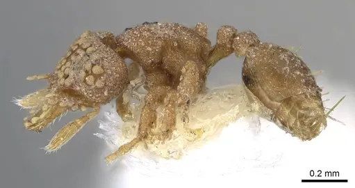 Strumigenys tiglath specimen CASENT0914723 image casent0914723_3