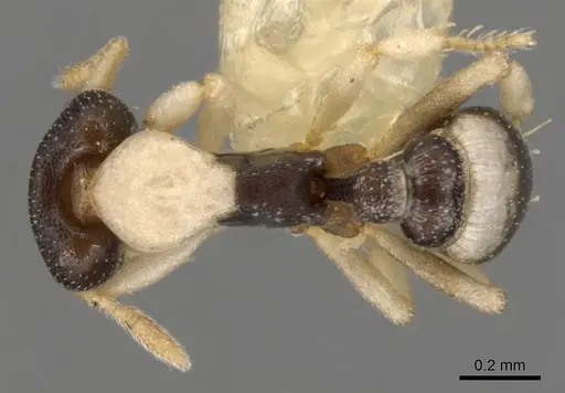 Strumigenys tigris specimen CASENT0900069 image casent0900069_1