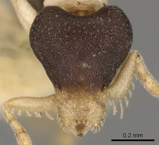 Strumigenys tigris specimen CASENT0900069 image casent0900069_2