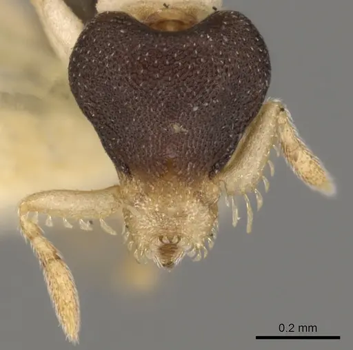 Strumigenys tigris specimen CASENT0900069 image casent0900069_3