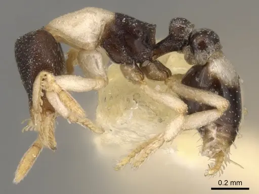 Strumigenys tigris specimen CASENT0900069 image casent0900069_4
