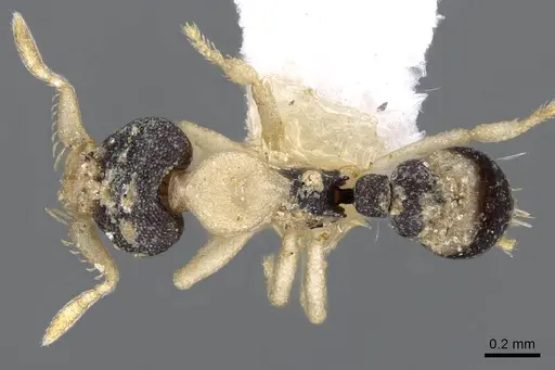 Strumigenys tigris specimen CASENT0914724 image casent0914724_1