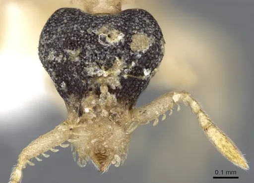 Strumigenys tigris specimen CASENT0914724 image casent0914724_2