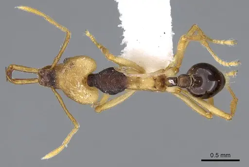 Strumigenys tigris specimen CASENT0914875 image casent0914875_1