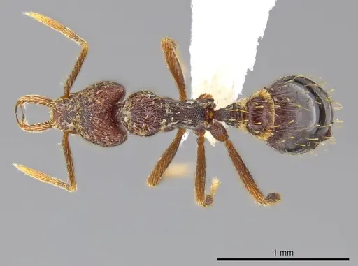 Strumigenys timicala specimen CASENT0615092 image casent0615092_1