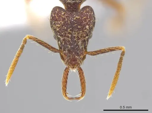 Strumigenys timicala specimen CASENT0615092 image casent0615092_2