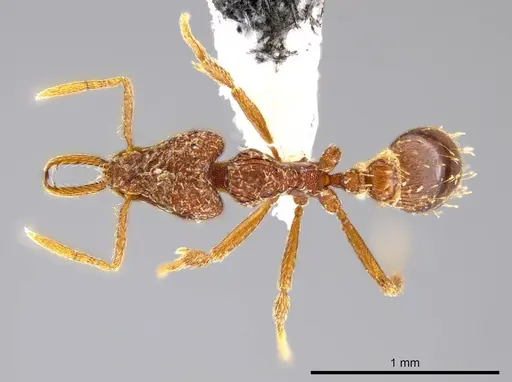 Strumigenys timicala specimen CASENT0615329 image casent0615329_1