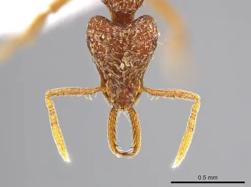 Strumigenys timicala specimen CASENT0615329 image casent0615329_2