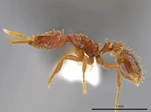 Strumigenys timicala specimen CASENT0615329 image casent0615329_3
