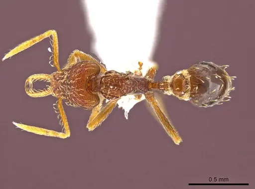 Strumigenys timicala specimen CASENT0617615 image casent0617615_1