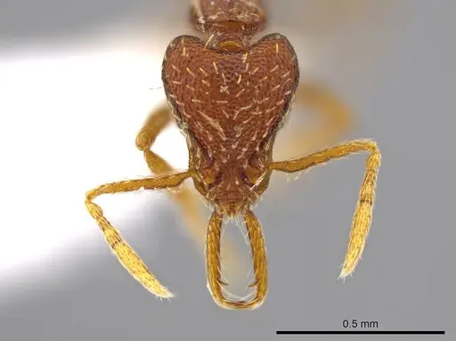 Strumigenys timicala specimen CASENT0617615 image casent0617615_2