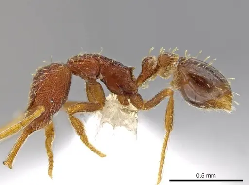 Strumigenys timicala specimen CASENT0617615 image casent0617615_3