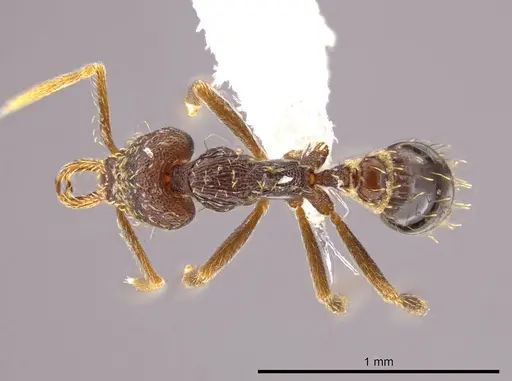 Strumigenys timicala specimen CASENT0618545 image casent0618545_1