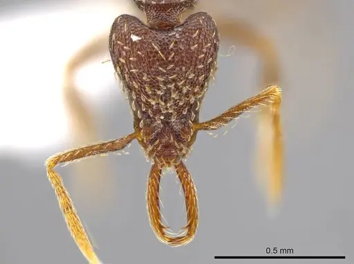 Strumigenys timicala specimen CASENT0618545 image casent0618545_2
