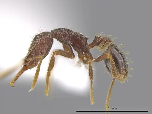 Strumigenys timicala specimen CASENT0618545 image casent0618545_3