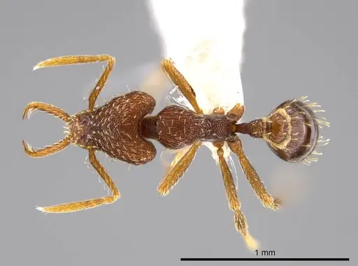 Strumigenys timicala specimen CASENT0619618 image casent0619618_1