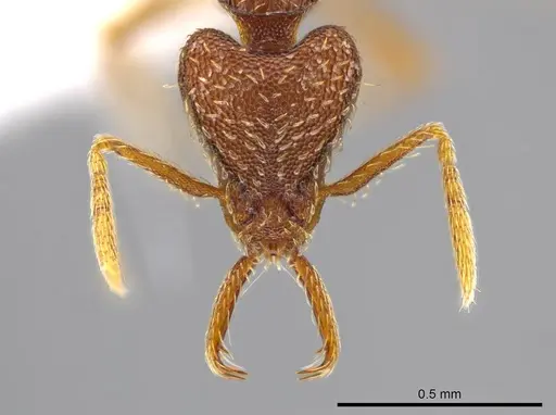 Strumigenys timicala specimen CASENT0619618 image casent0619618_2
