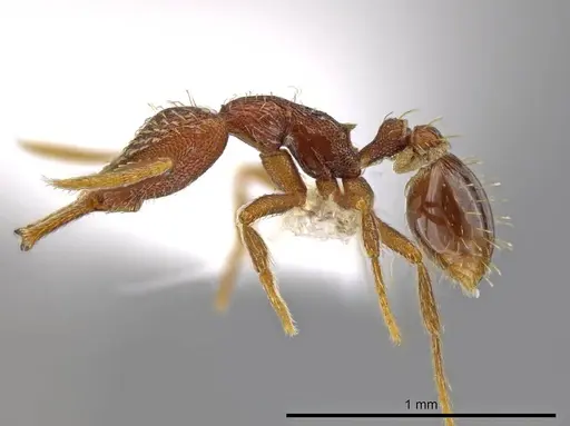 Strumigenys timicala specimen CASENT0619618 image casent0619618_3