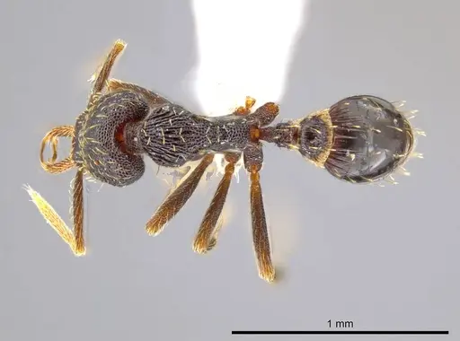 Strumigenys timicala specimen CASENT0619732 image casent0619732_1