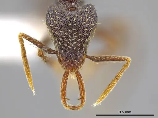 Strumigenys timicala specimen CASENT0619732 image casent0619732_2