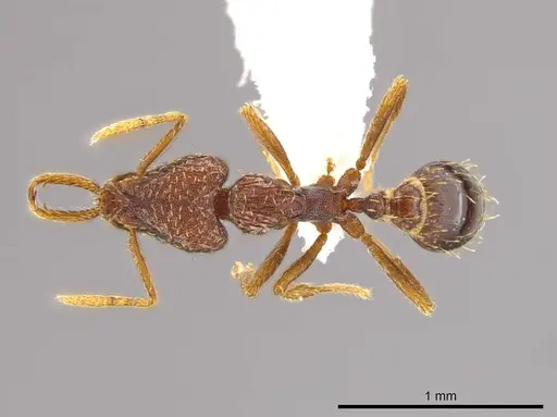 Strumigenys timicala specimen CASENT0619998 image casent0619998_1