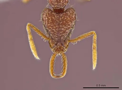 Strumigenys timicala specimen CASENT0619998 image casent0619998_2