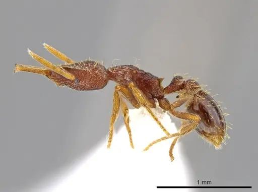 Strumigenys timicala specimen CASENT0619998 image casent0619998_3