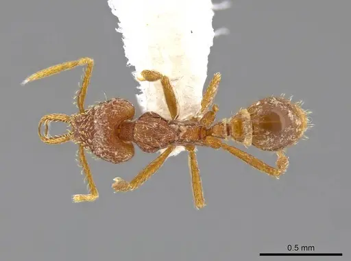 Strumigenys timicala specimen CASENT0624875 image casent0624875_1