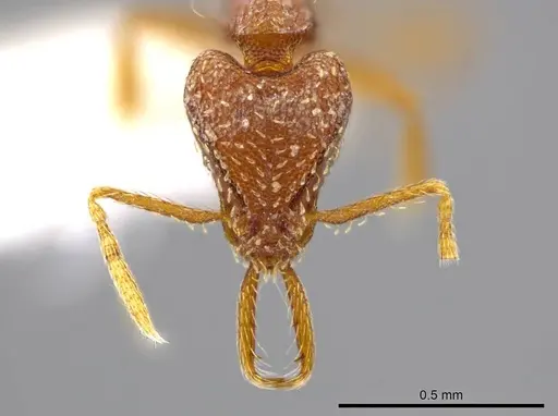 Strumigenys timicala specimen CASENT0624875 image casent0624875_2