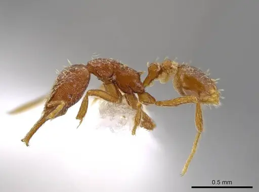 Strumigenys timicala specimen CASENT0624875 image casent0624875_3