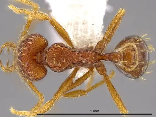 Strumigenys timicala specimen CASENT0625285 image casent0625285_1