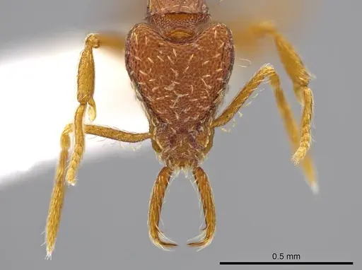 Strumigenys timicala specimen CASENT0625285 image casent0625285_2