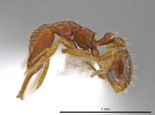 Strumigenys timicala specimen CASENT0625285 image casent0625285_3