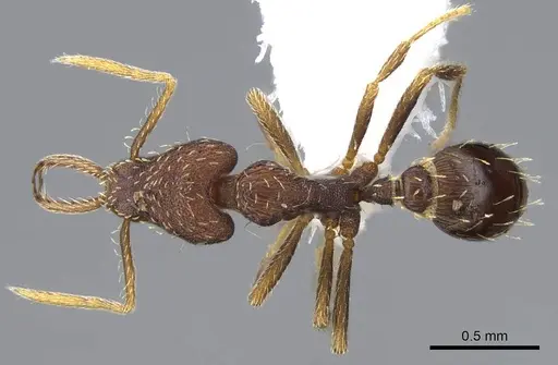 Strumigenys timicala specimen CASENT0914755 image casent0914755_1