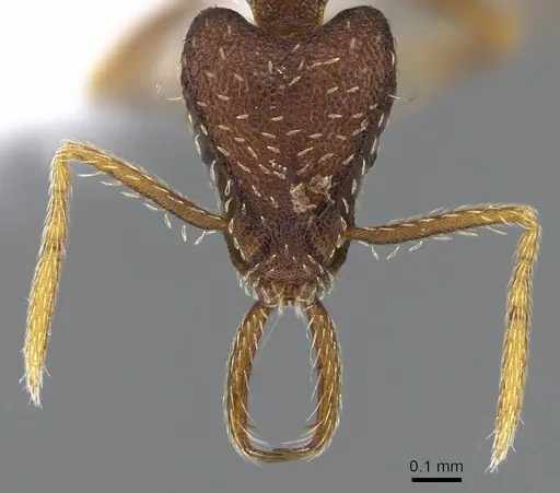 Strumigenys timicala specimen CASENT0914755 image casent0914755_2