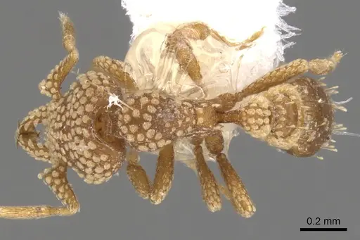 Strumigenys tisiphone specimen CASENT0900154 image casent0900154_1