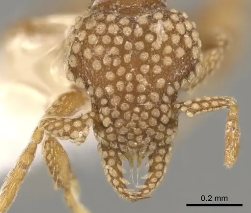 Strumigenys tisiphone specimen CASENT0900154 image casent0900154_2