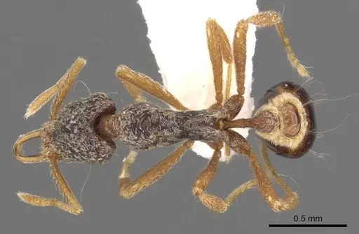 Strumigenys tisisyx specimen CASENT0900897 image casent0900897_1
