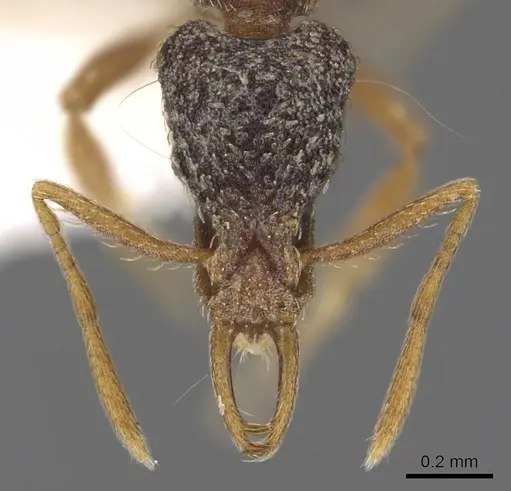 Strumigenys tisisyx specimen CASENT0900897 image casent0900897_2