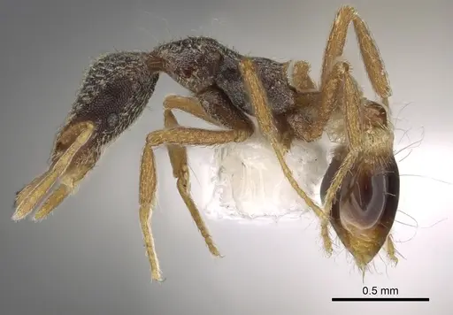 Strumigenys tisisyx specimen CASENT0900897 image casent0900897_3