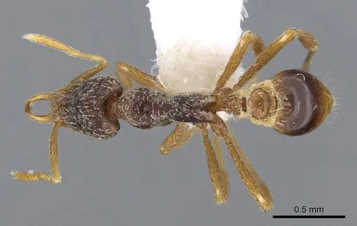 Strumigenys tisisyx specimen CASENT0914876 image casent0914876_1