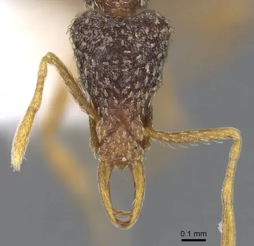 Strumigenys tisisyx specimen CASENT0914876 image casent0914876_2