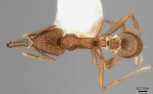 Strumigenys tococae specimen CASENT0217958 image casent0217958_1