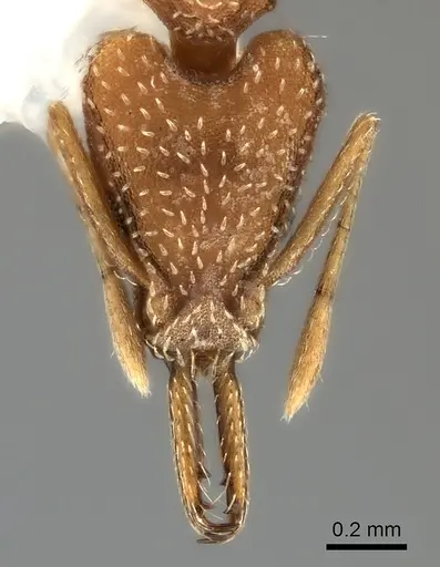 Strumigenys tococae specimen CASENT0217958 image casent0217958_2